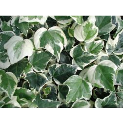 HEDERA HELIX ELEGANTISSIMA LV 6 CONE Borostyán