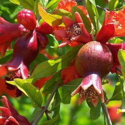 PUNICA GRANATUM NANA GRACILISSIMA CLT. 10 Gránátalma