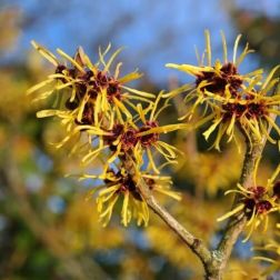 HAMAMELIS IN VARIETA' CLT. 18 Kínai varázsmogyoró