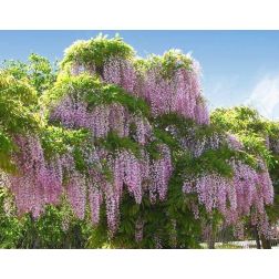 WISTERIA FLORIBUNDA ISSAI CLT. 3 150/200 Lilaakác