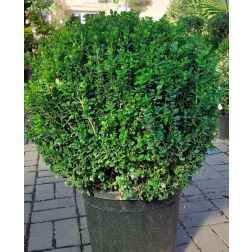 BUXUS MICROPHYLLA FAULKNER CLT. 10 60/80 Örökzöld puszpáng