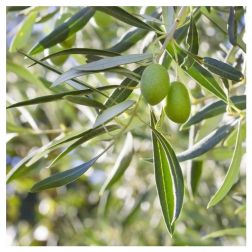 OLEA EUROPAEA (OLIVI) CLT. 180 20/25 HALF STANDARD Olajfa