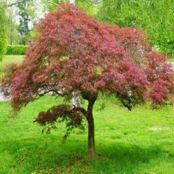ACER (ROSSI) PALM. DISS. GARNET CLT. 30 FEATHERED Japán juhar