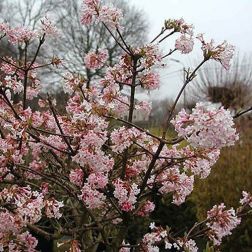 VIBURNUM BODNANTENSE CHARLES LAMONT CLT. 10 Kikeleti bangita
