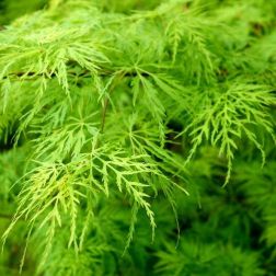 ACER (VERDI) PALM. DISS. VIRIDIS CLT. 35 60CM CLEAR STEM Japán juhar
