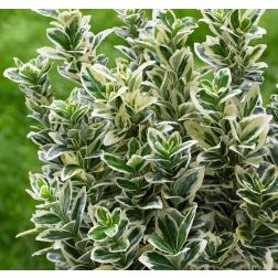 EUONYMUS JAPONICUS WHITE SPIRE (R) CLT. 3 Oszlopos fehértarka kecskerágó