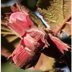CORYLUS AVELLANA ROTE ZELLERNUSS CLT. 15 Európai mogyoró