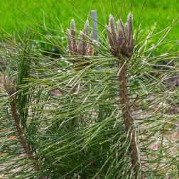 PINUS NIGRA ROBUSTA CLT. 25 Feketefenyő