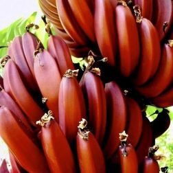 MUSA ACUMINATA RED DACCA CLT. 12 60/80 Vöröshéjú banán