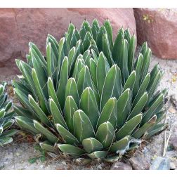 Agave victoriae "Reginae" LV6