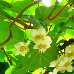 ACTINIDIA CHINENSIS TOMURI (MASCHIO)  CLT. 7  kínai kivi