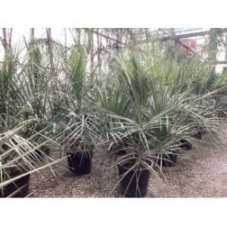 BUTIA CAPITATA (COCOS AUSTRALIS)  CLT. 55  Kocsonyapálma