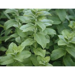 Almaillatú menta