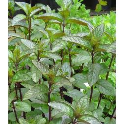 Csokoládé menta