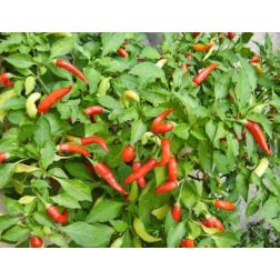 Chili