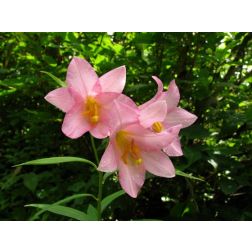 Liliom