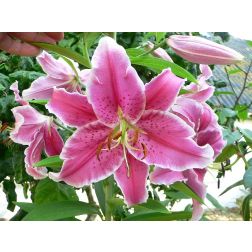 Liliom