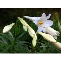 Liliom
