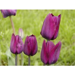 Tulipán