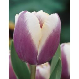 Tulipán