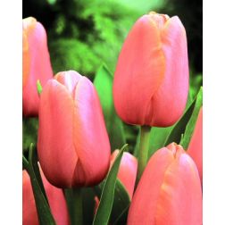 Tulipán