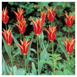 Tulipán