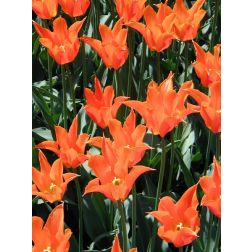 Tulipán