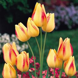 Tulipán