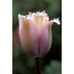 Tulipán
