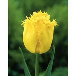 Tulipán