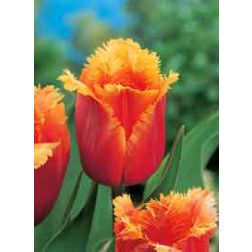 Tulipán