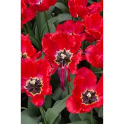 Tulipán