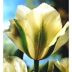 Tulipán