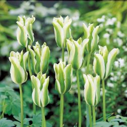 Tulipán