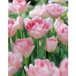 Tulipán/peonia virágú/