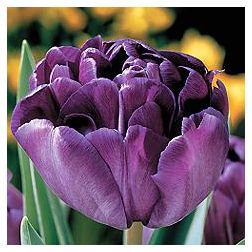 Tulipán/peonia virágú/