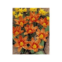 Tulipán