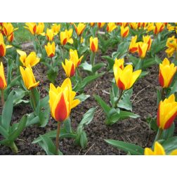 Tulipán
