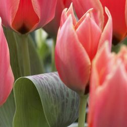 Tulipán