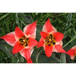 Tulipán