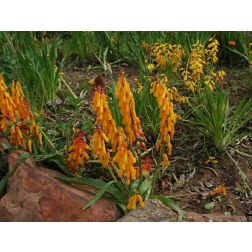 Lachenalia