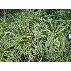 Carex
