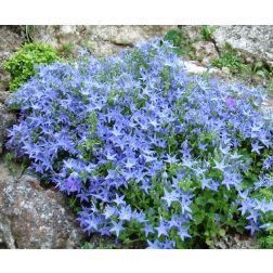 Barganói harangvirág