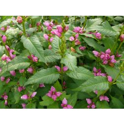 Csinos gerlefej