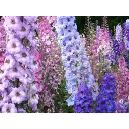 Kerti szarkaláb