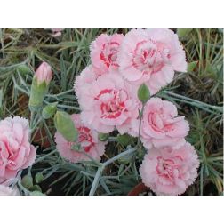 Tollas szegfű