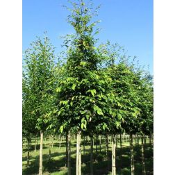 SYCOPARROTIA SEMICIDUA  CLT. 30  Perzsafa