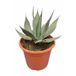 AGAVE NEOMEXICANA  LV 12  Agávé
