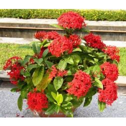 Ixora,Bugás mügefű