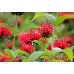 Monarda